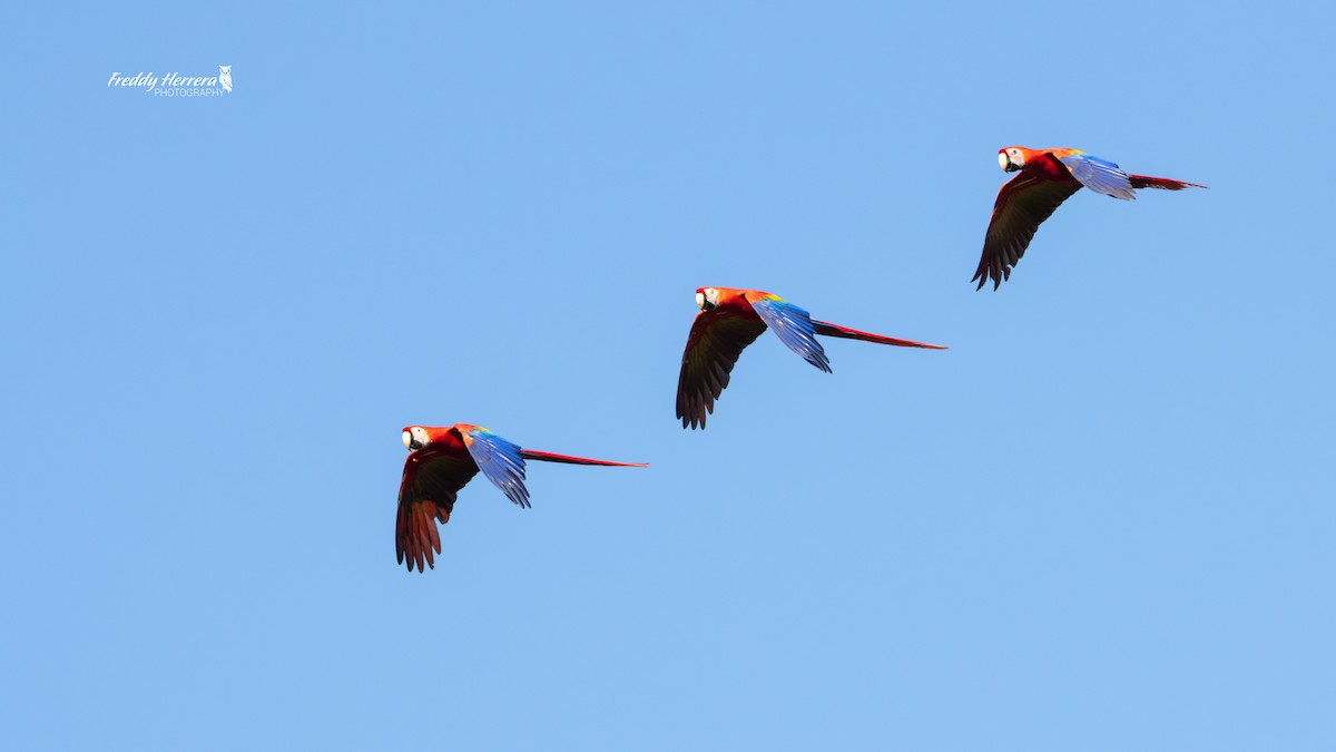 Scarlet Macaw - ML646143001