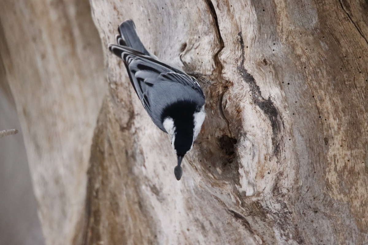 brhlík běloprsý - ML646143003