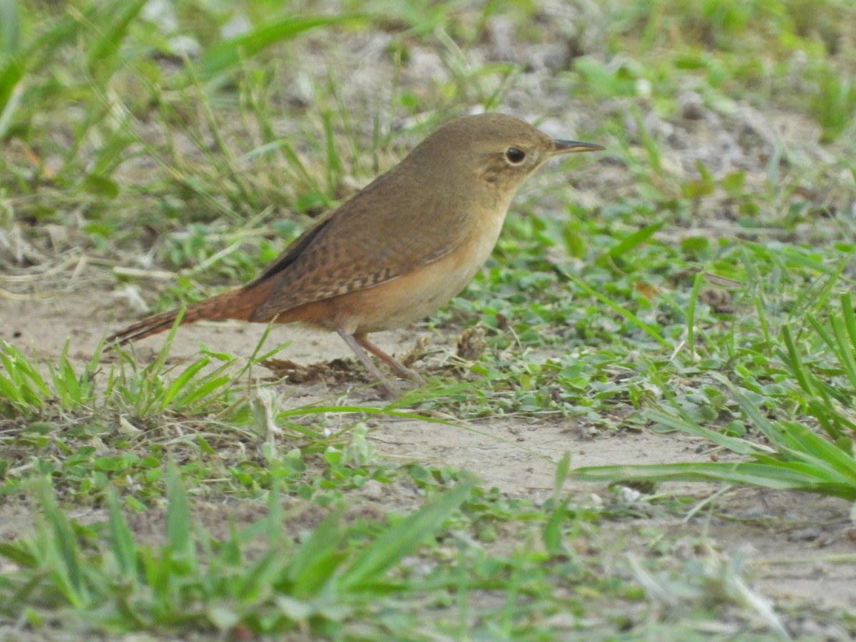 Southern House Wren - ML646143010