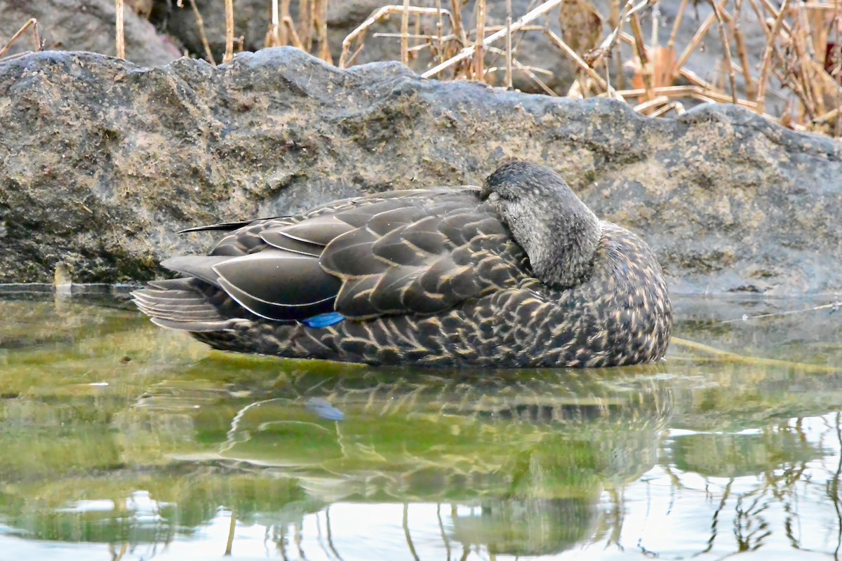American Black Duck - ML646143012