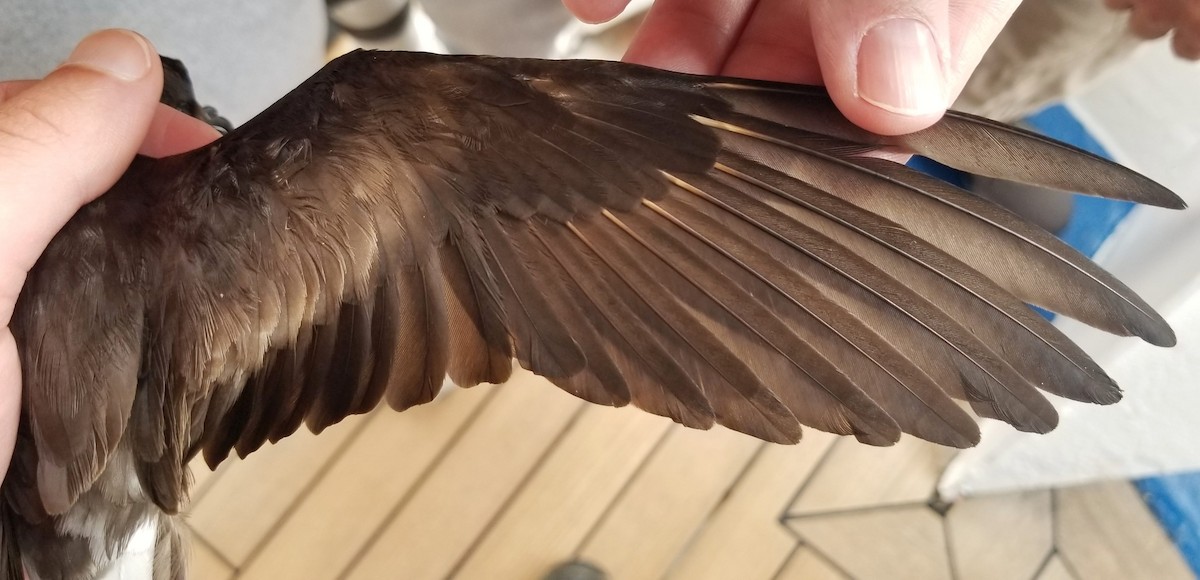 コシジロウミツバメ - ML646143013