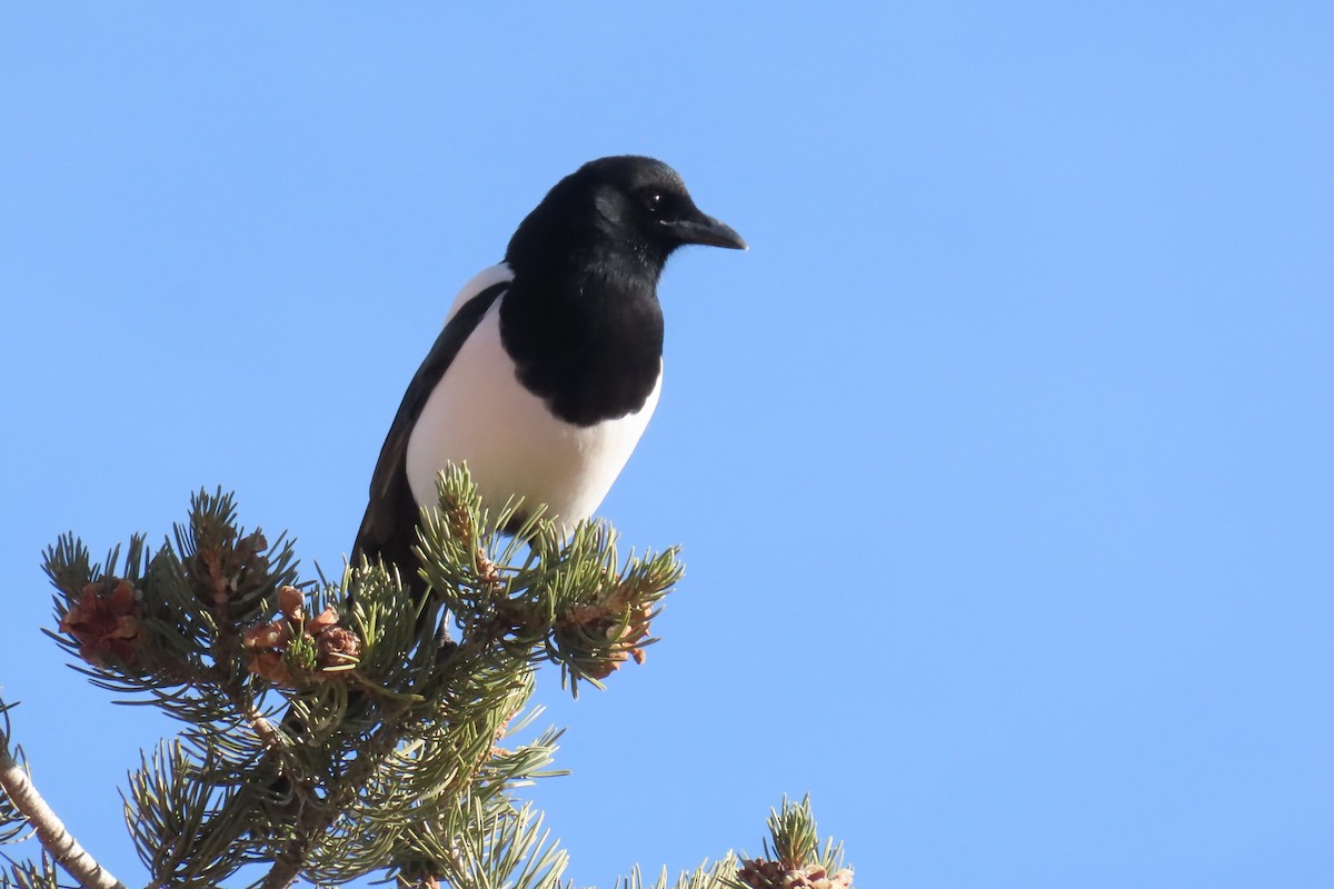 Сорока канадська - ML646143015