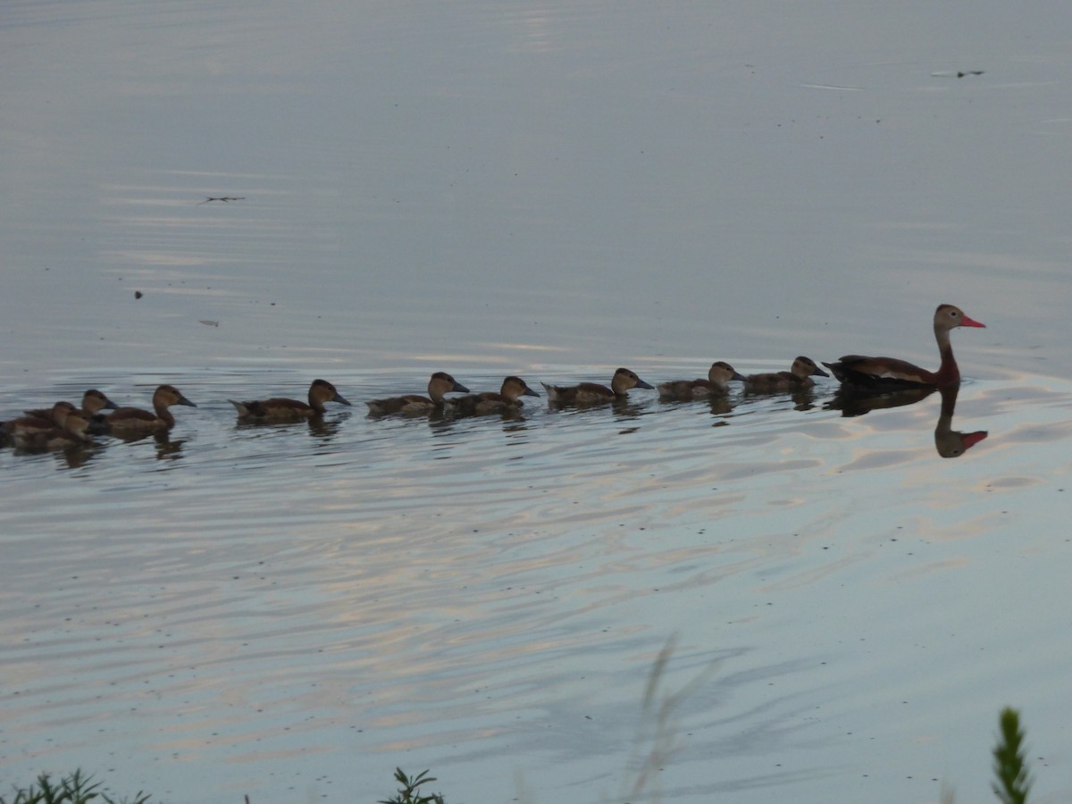 Black-bellied Whistling-Duck - ML646143016