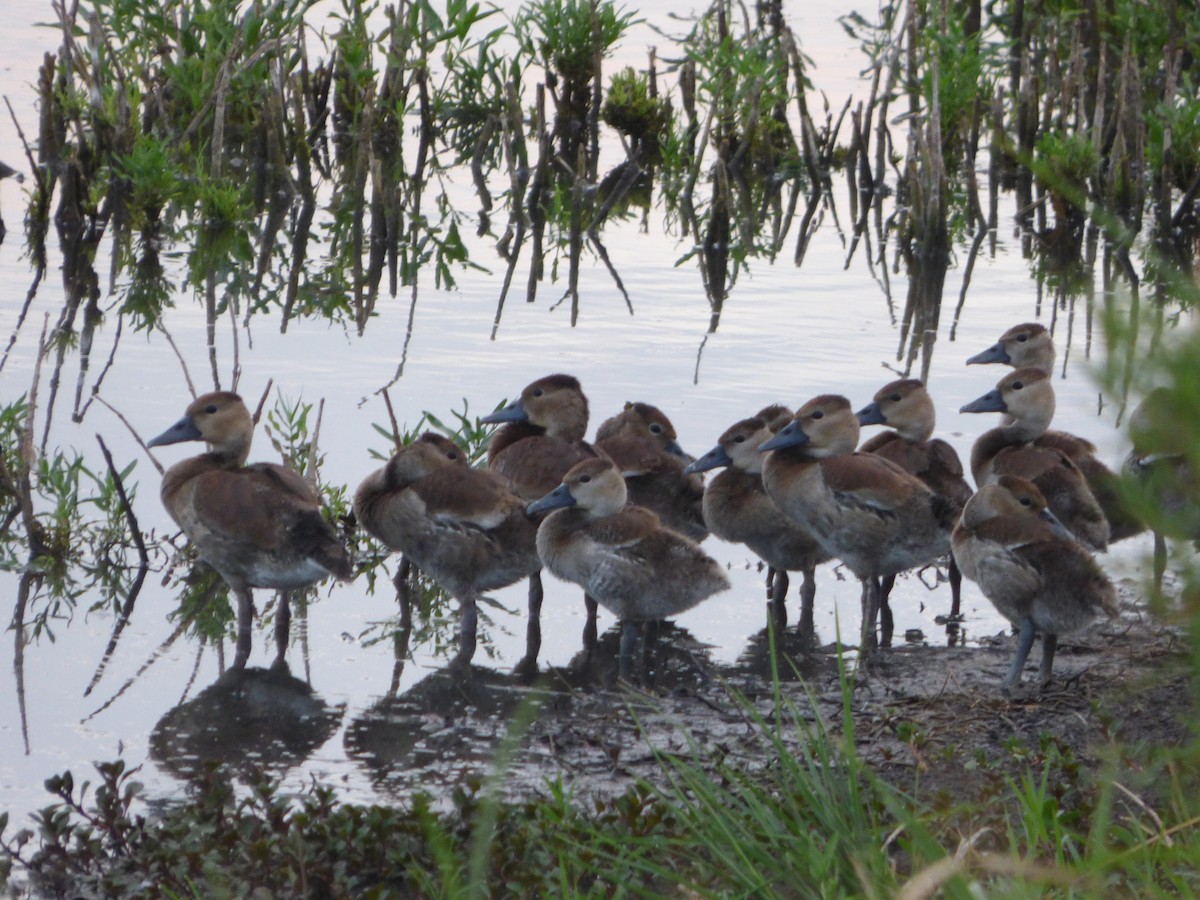 Black-bellied Whistling-Duck - ML646143017