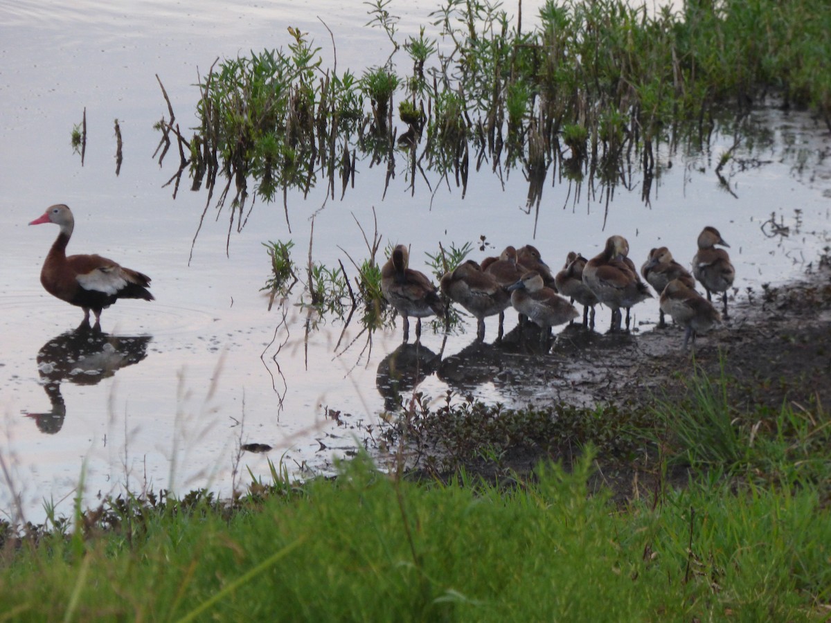 Black-bellied Whistling-Duck - ML646143018