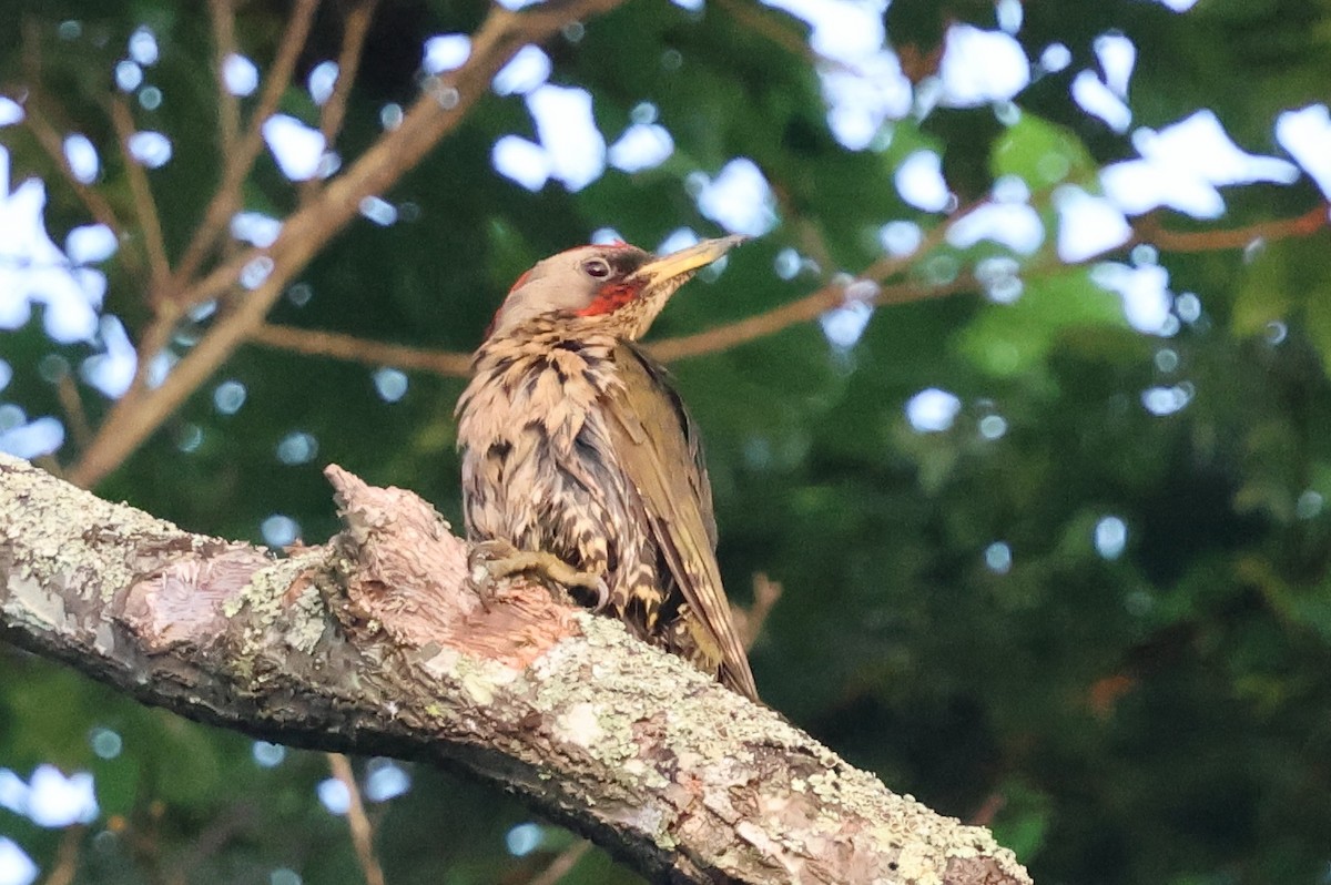Japanese Woodpecker - ML646143024