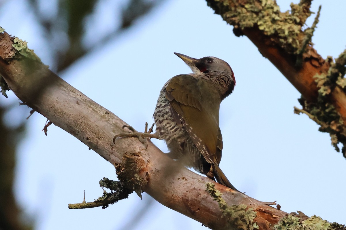 Japanese Woodpecker - ML646143025