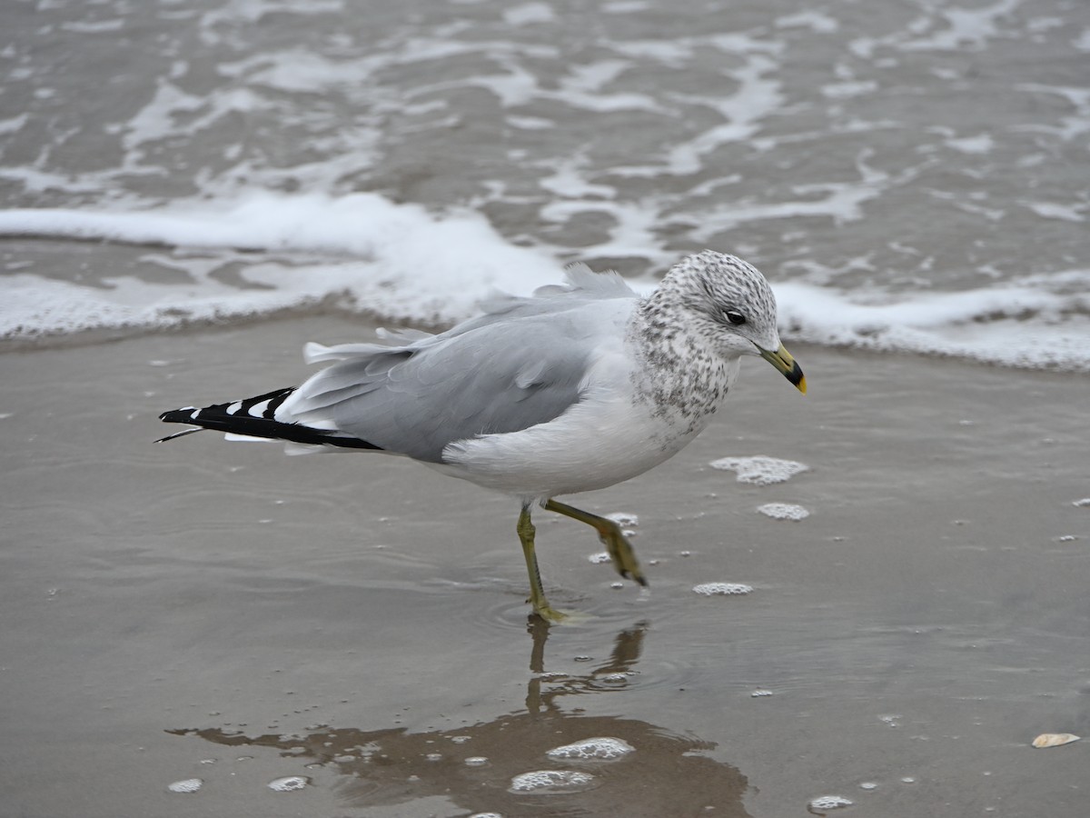 Ring-billed Gull - ML646143028