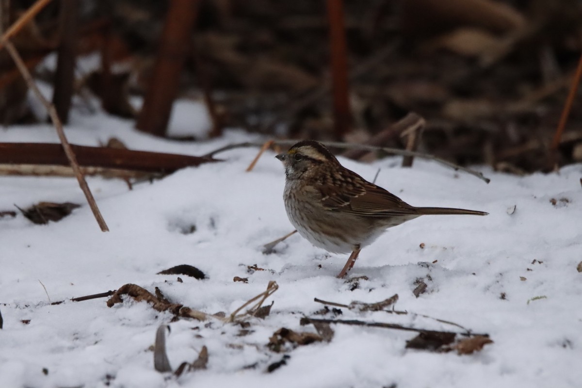 strnadec bělohrdlý - ML646143029