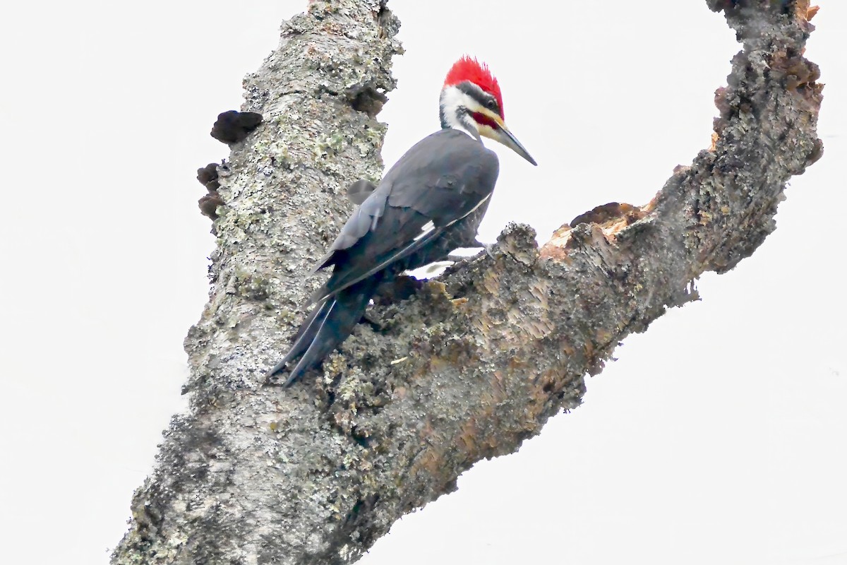 Жовна північна - ML646143032