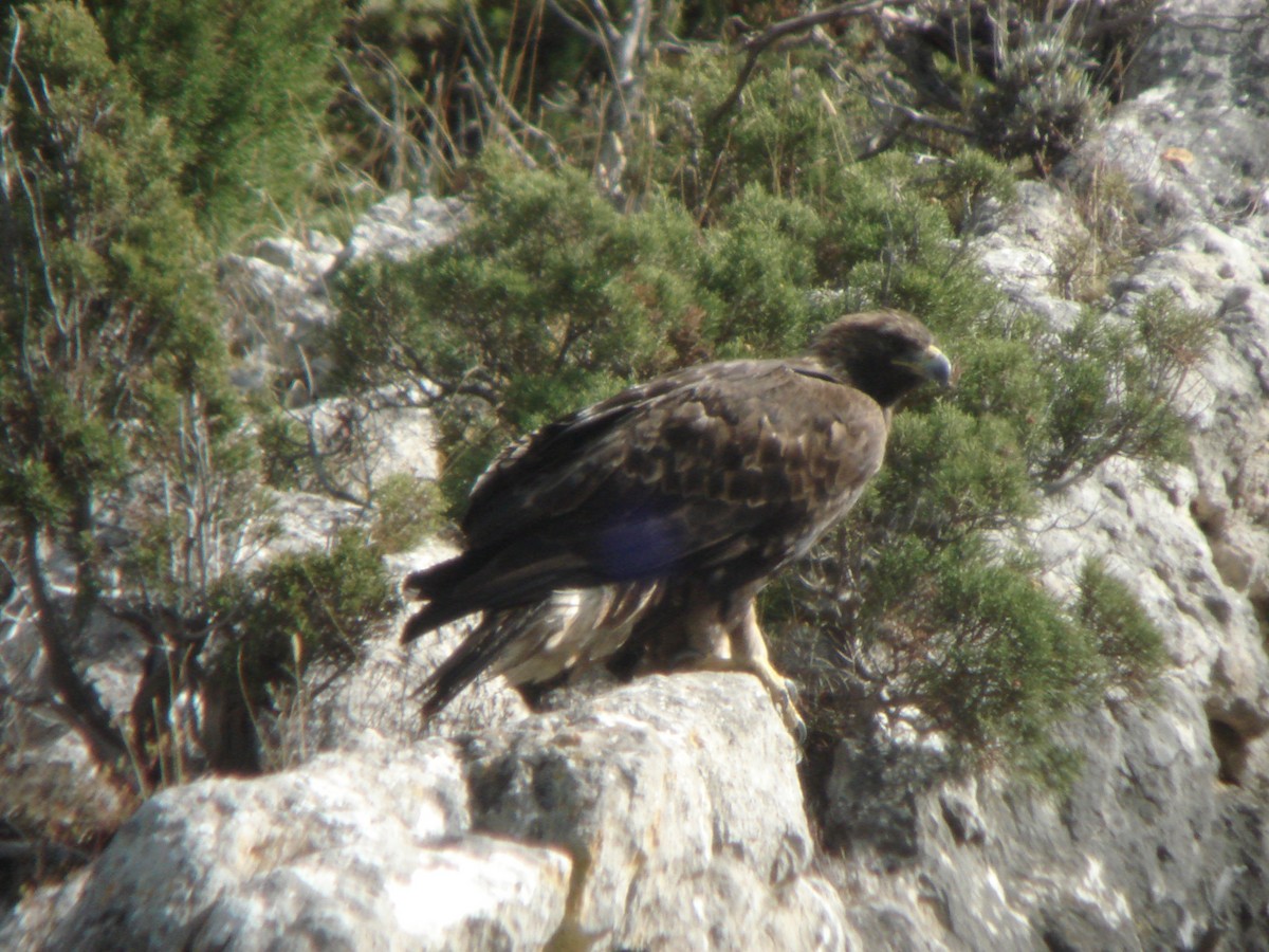 Беркут - ML646143033