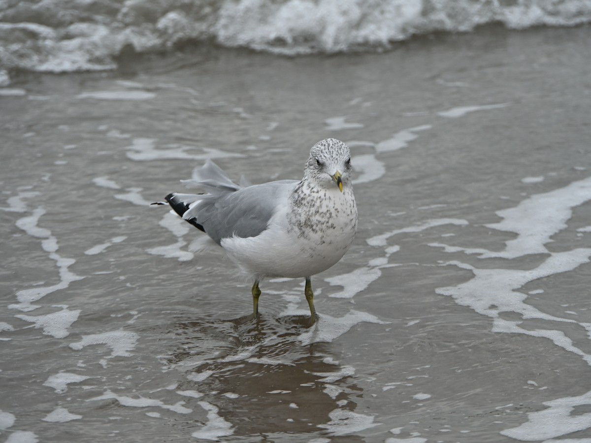 Ring-billed Gull - ML646143035