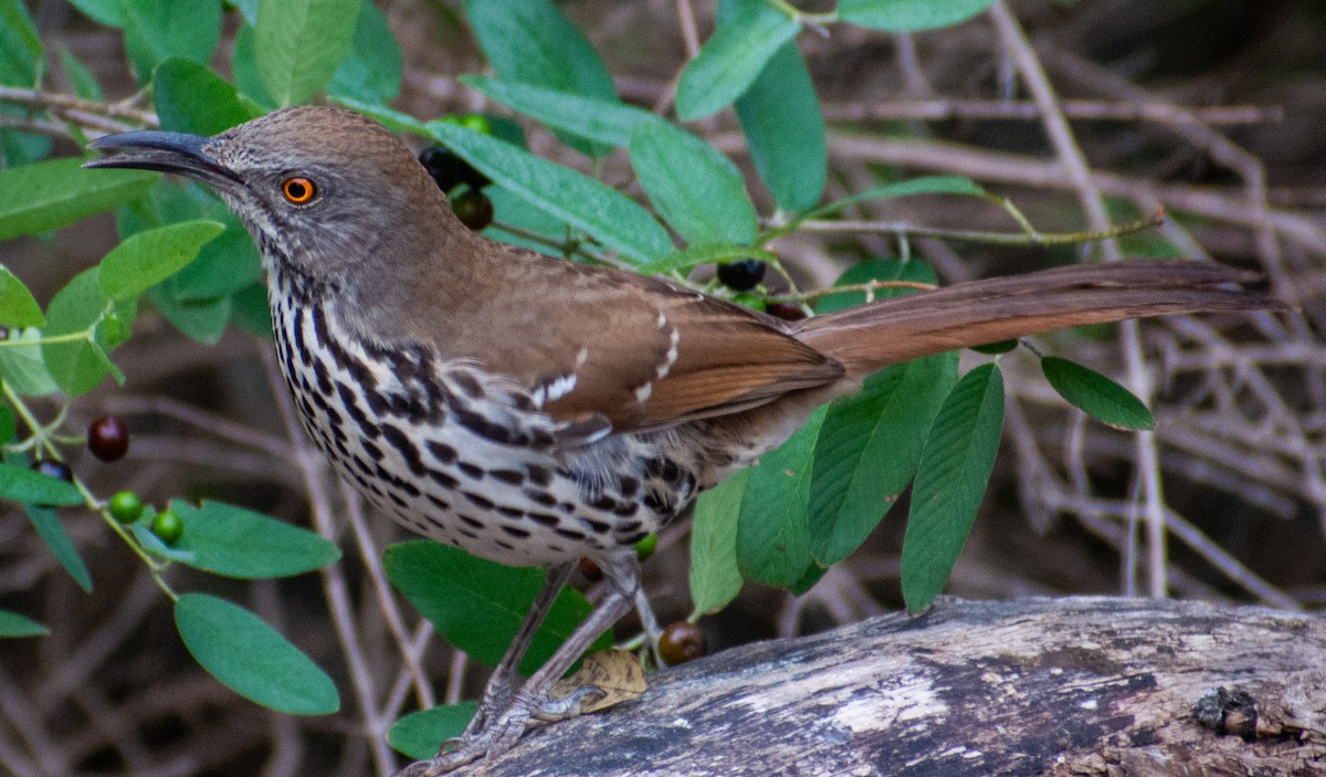 Long-billed Thrasher - ML646143045
