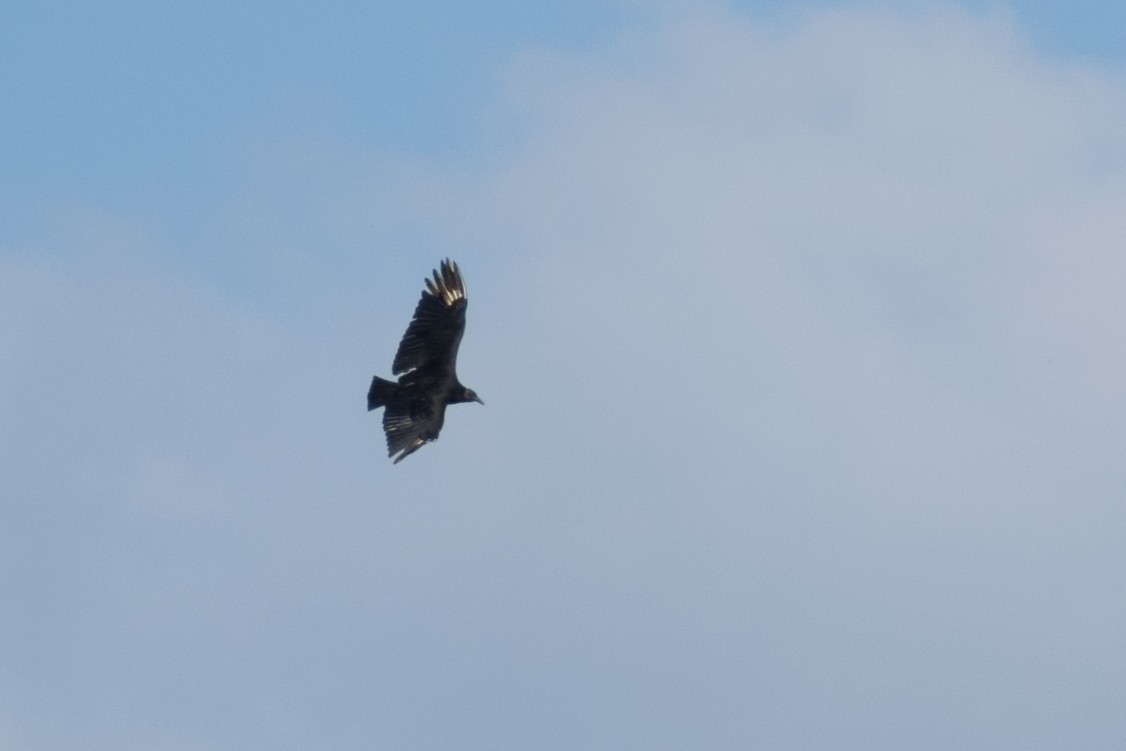 Black Vulture - ML646143050