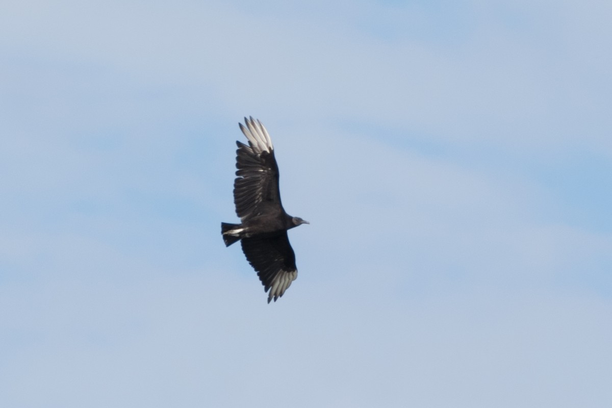 Black Vulture - ML646143051