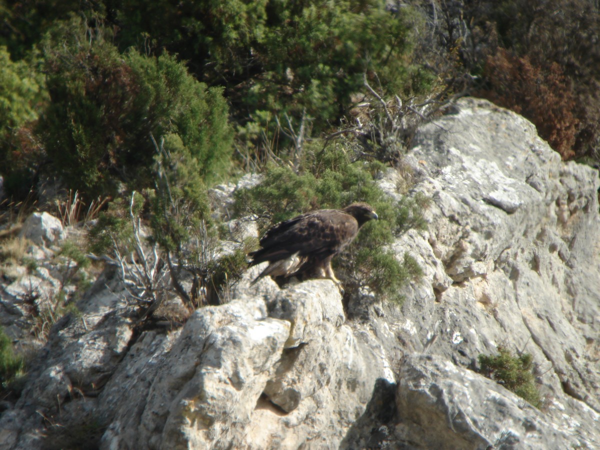 Беркут - ML646143052