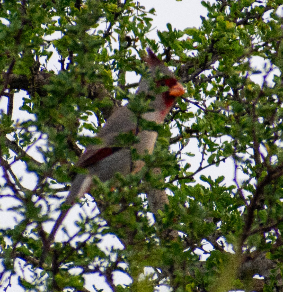 Pyrrhuloxia - ML646143057