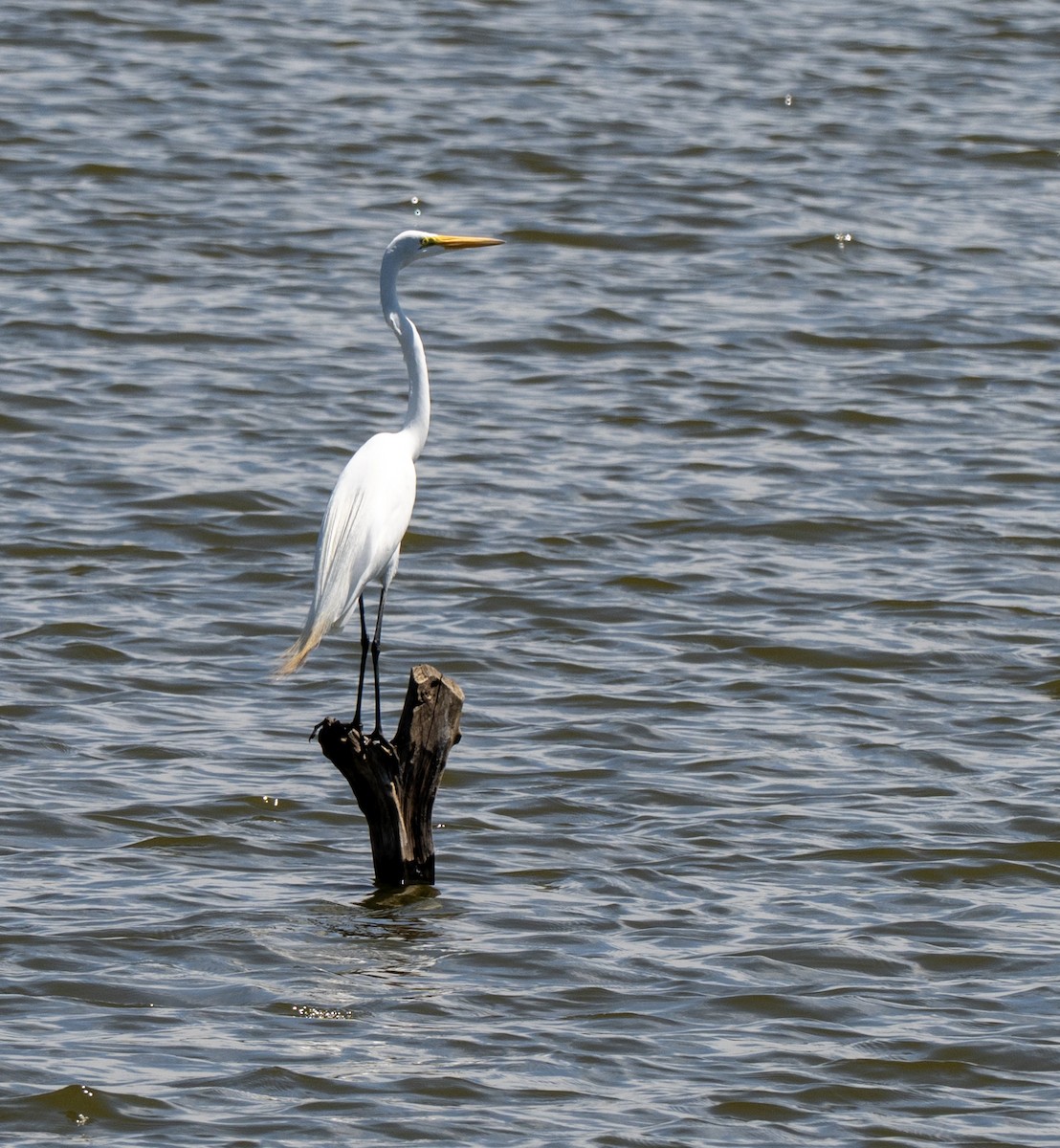 volavka bílá - ML646143060