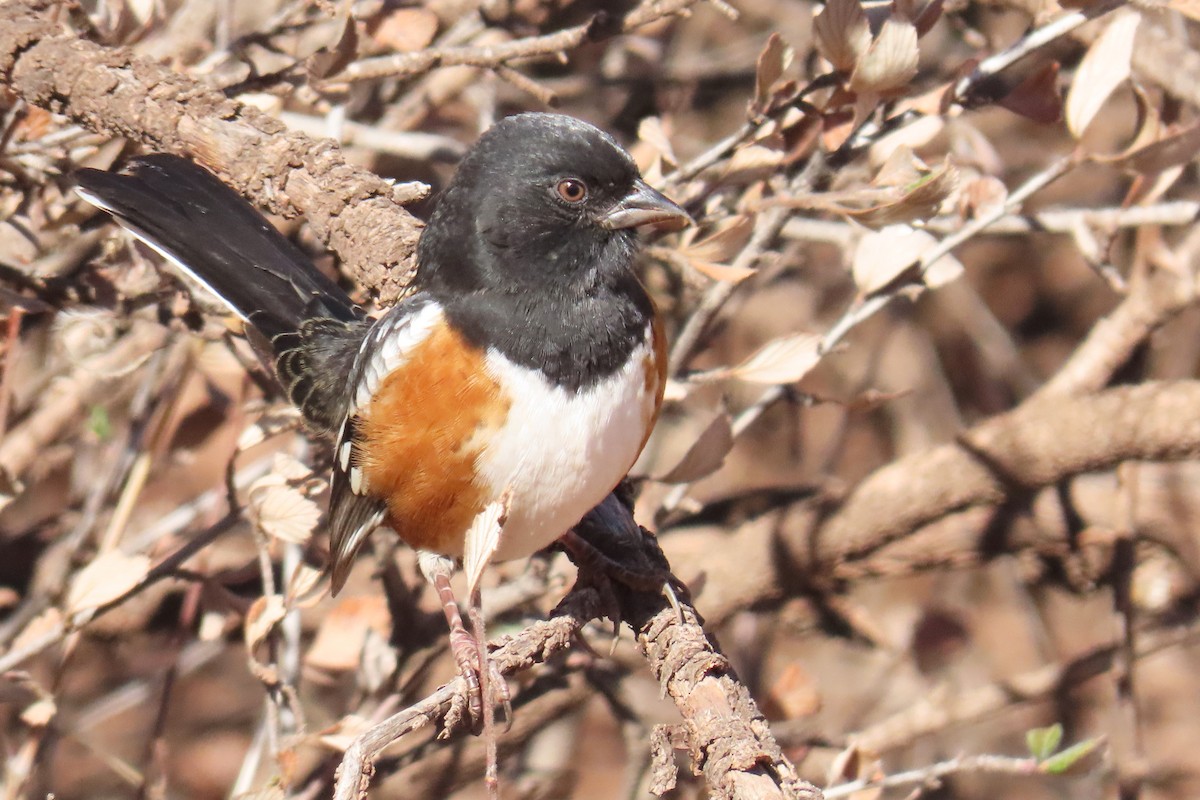 Spotted Towhee - ML646143062