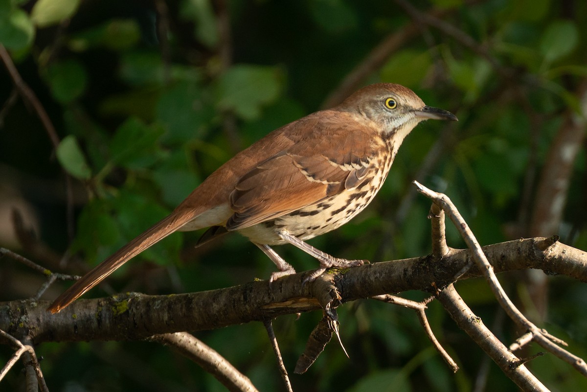 Brown Thrasher - ML646143069