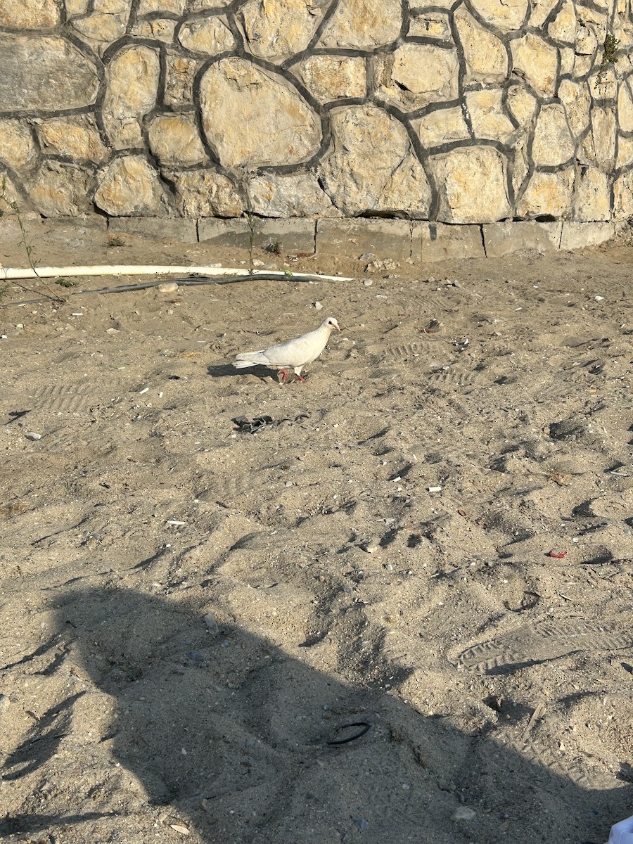 Paloma Bravía (variedad doméstica) - ML646143075