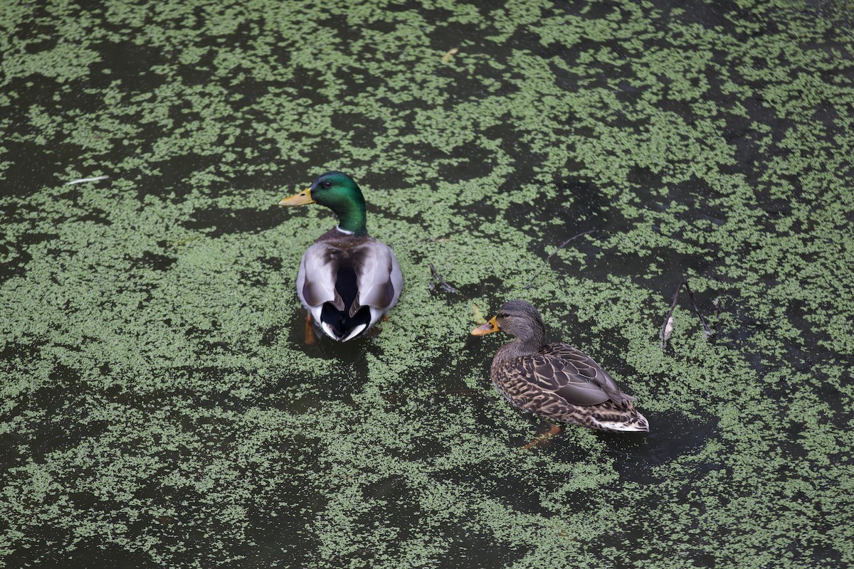 kachna divoká - ML646143077