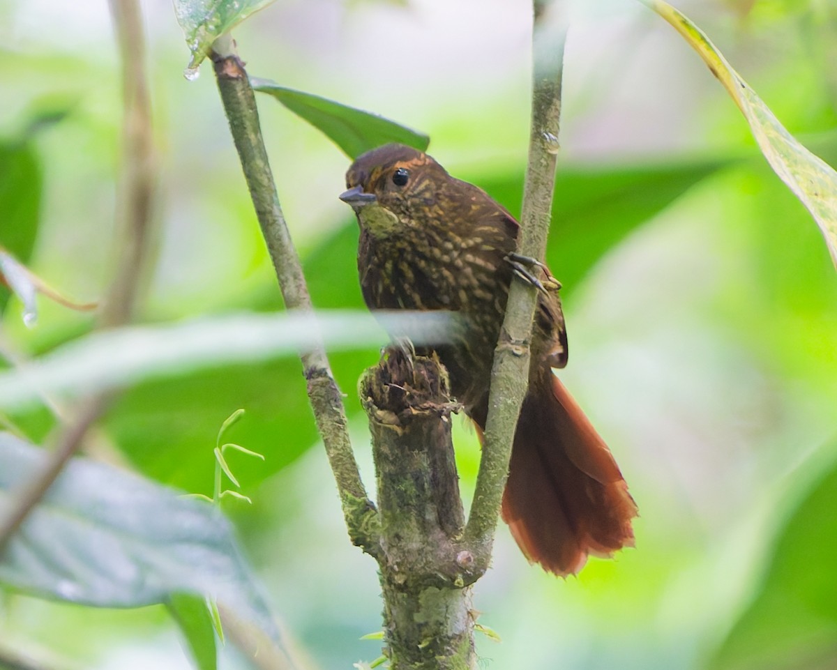 Buff-browed Foliage-gleaner - ML646143081