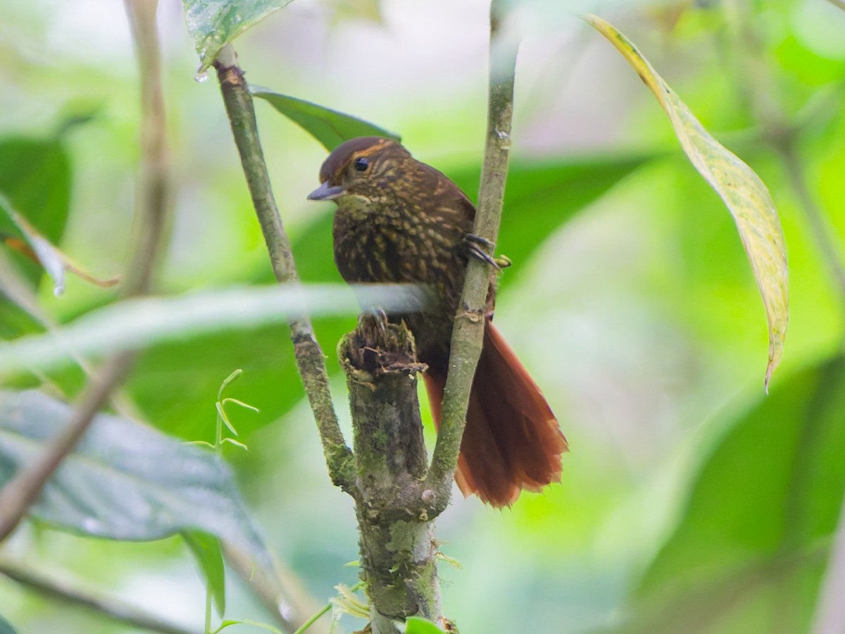 Buff-browed Foliage-gleaner - ML646143082
