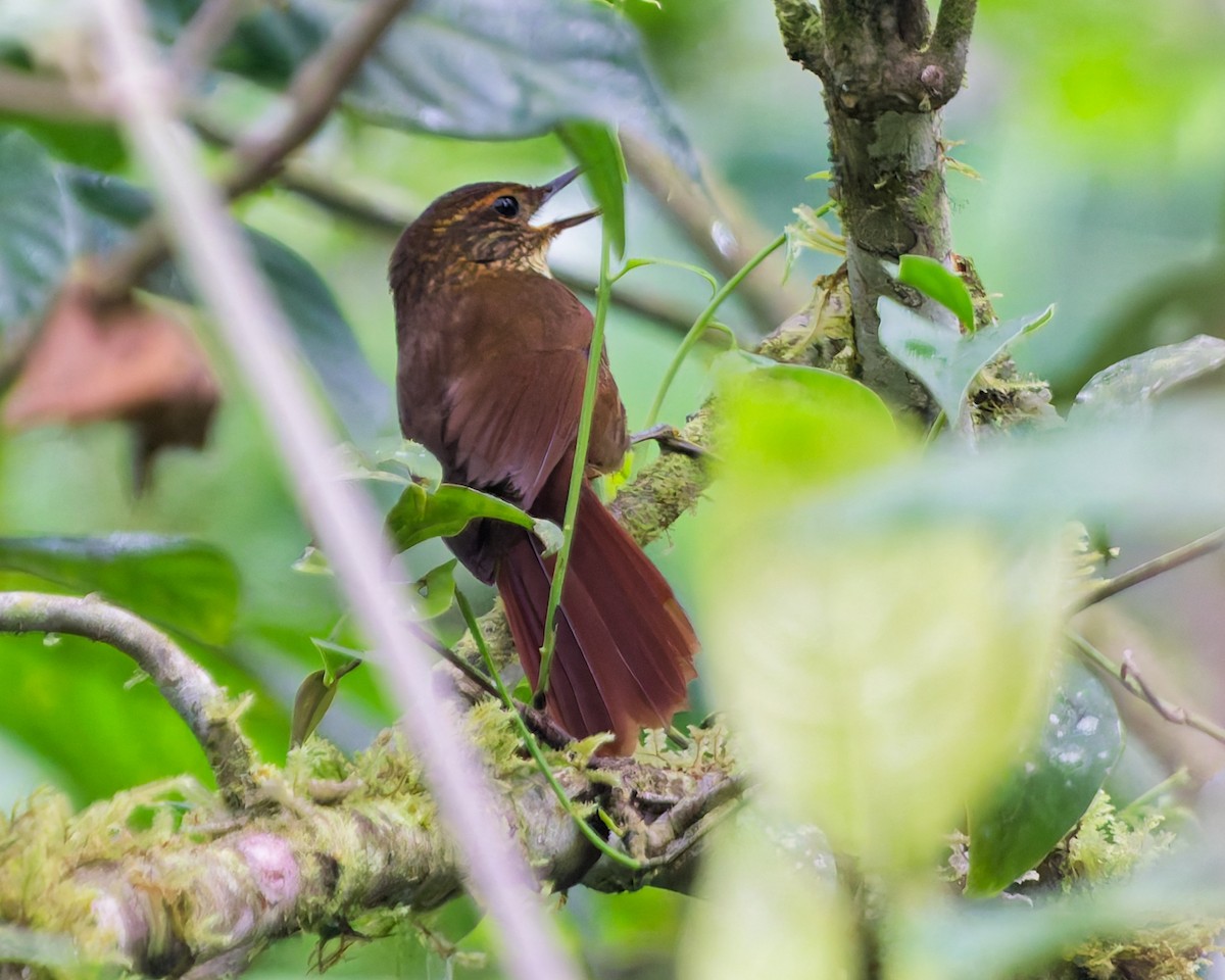 Buff-browed Foliage-gleaner - ML646143083