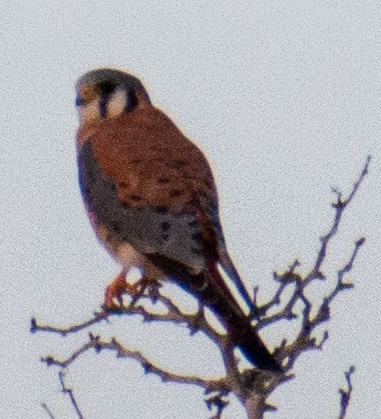American Kestrel - ML646143086