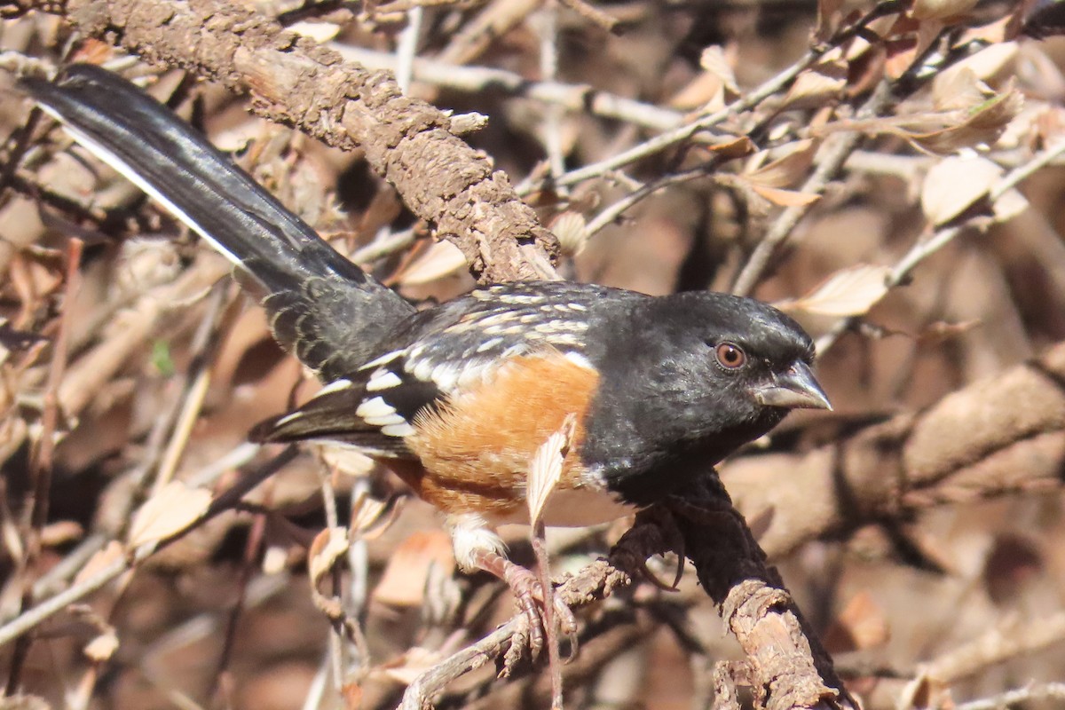 Spotted Towhee - ML646143088