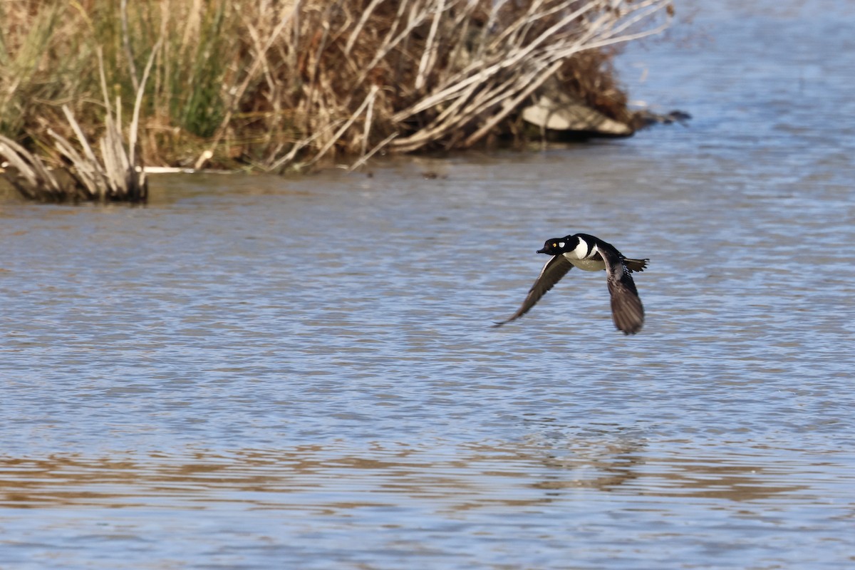Hooded Merganser - ML646143103