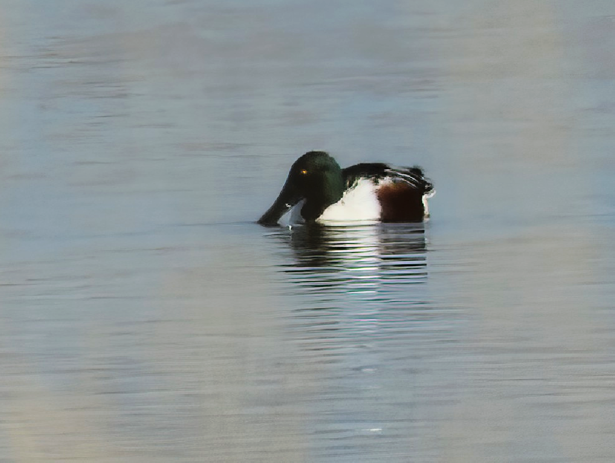 Mestolone - ML646143107