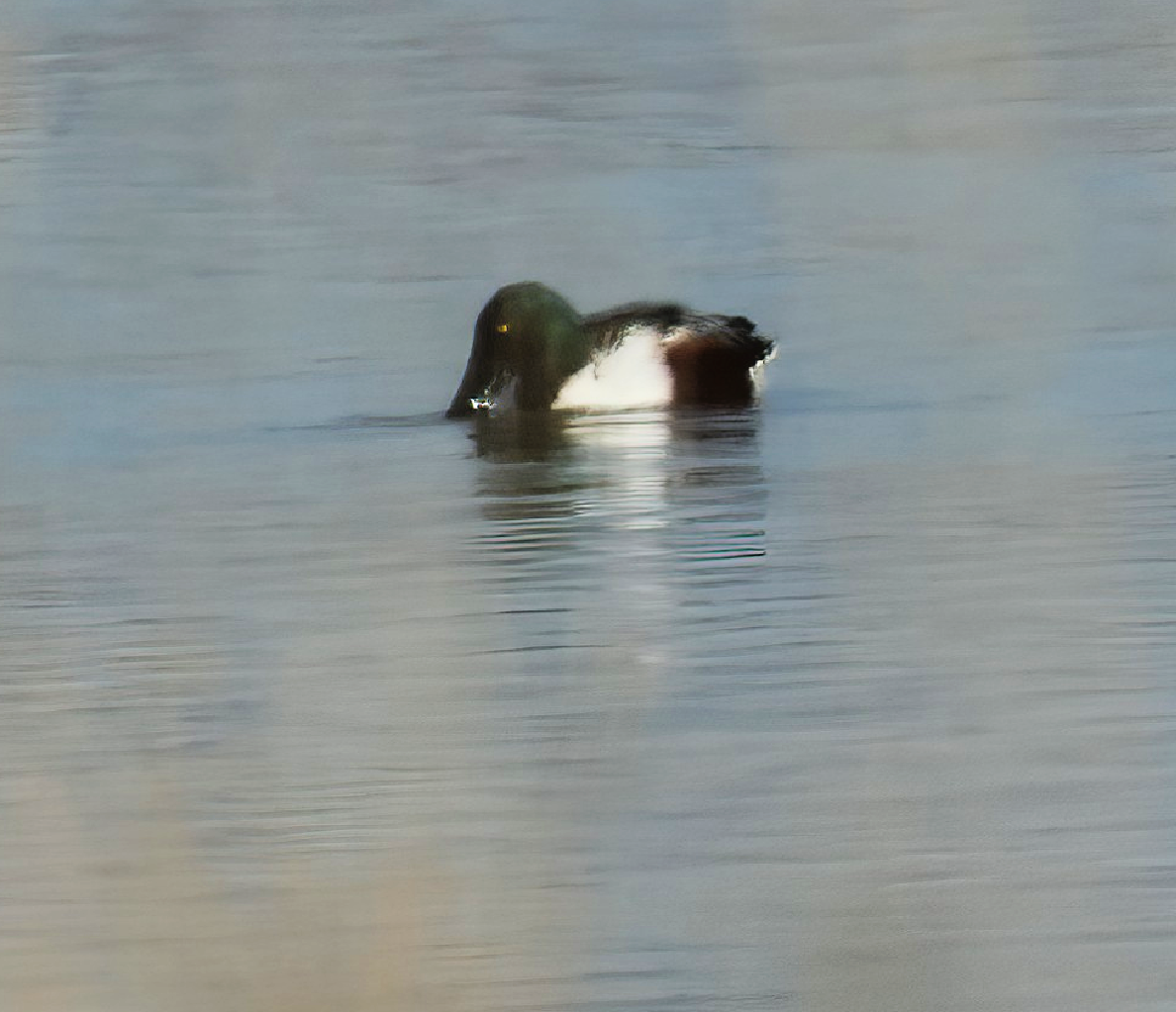 Mestolone - ML646143108