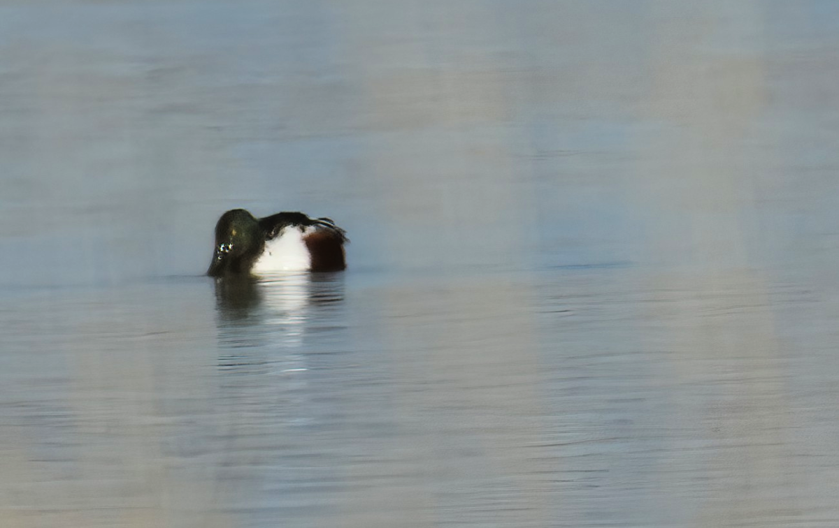 Mestolone - ML646143109