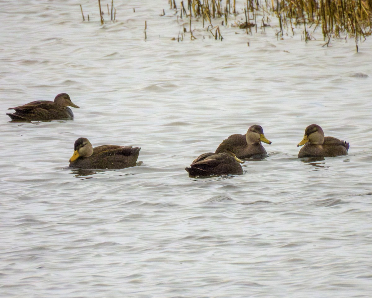 American Black Duck - ML646143113