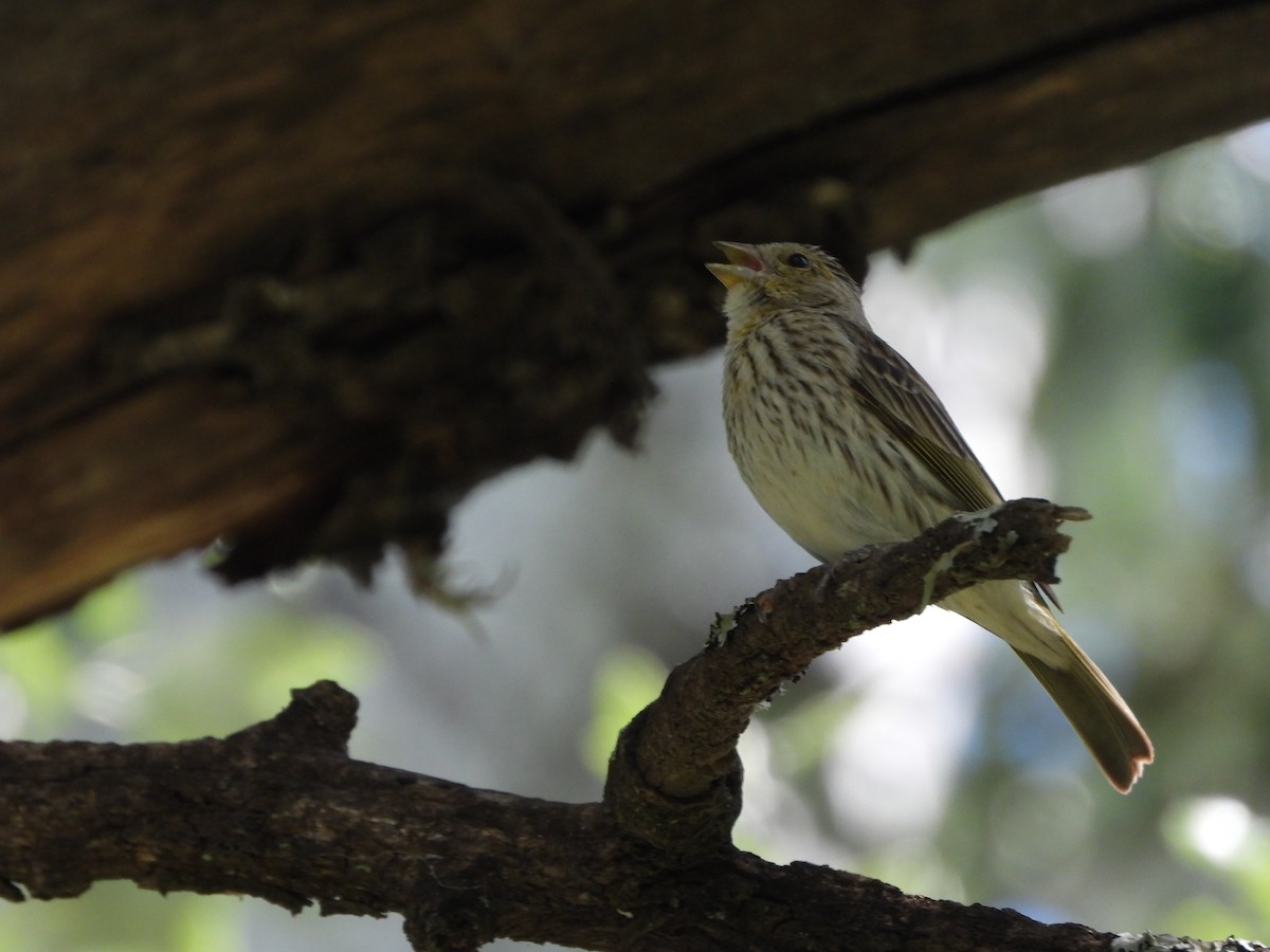 Saffron Finch - ML646143114