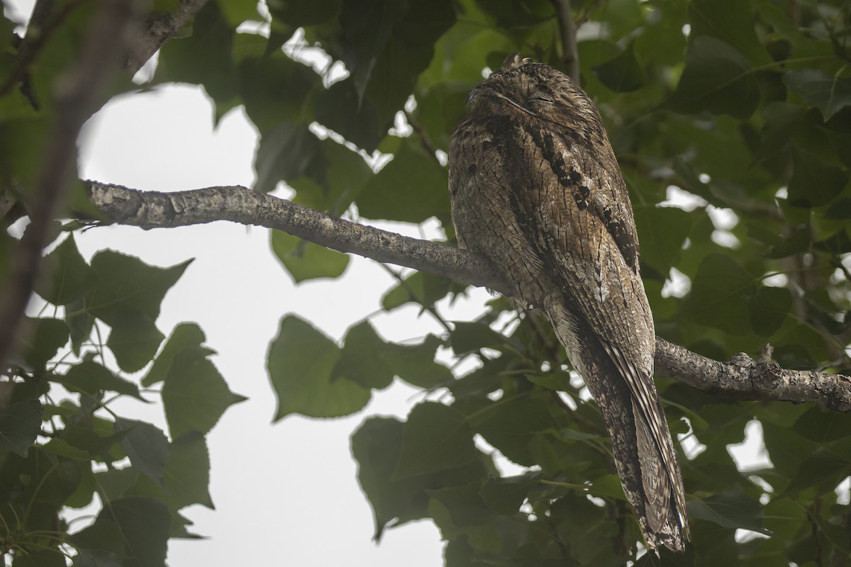 Common Potoo - ML646143122