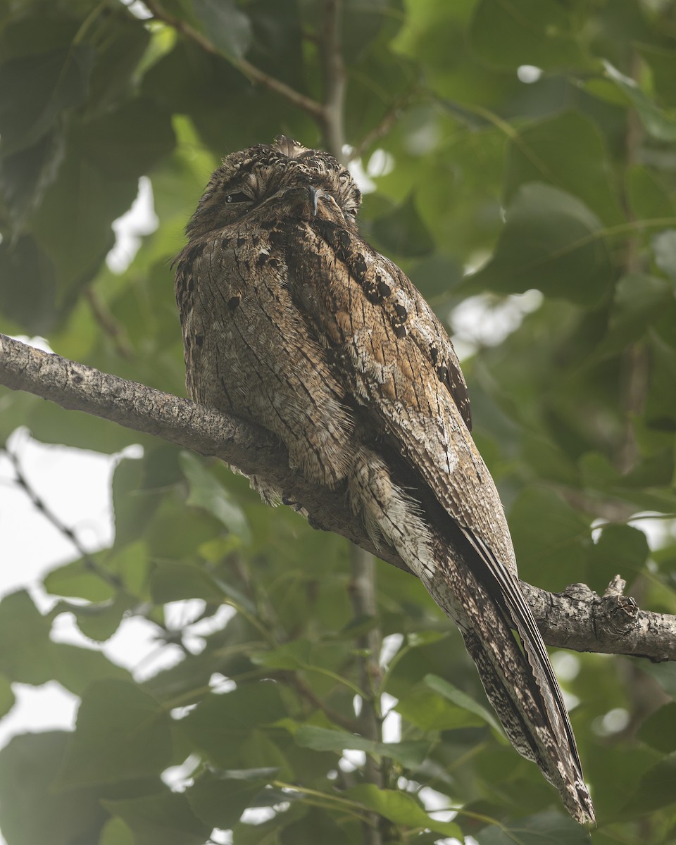 Common Potoo - ML646143123