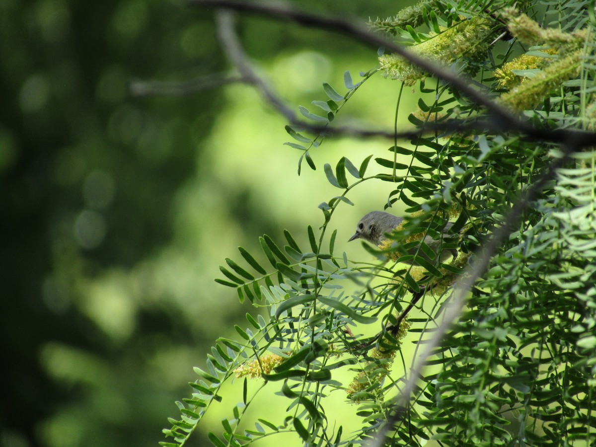 Paruline de Lucy - ML646143124
