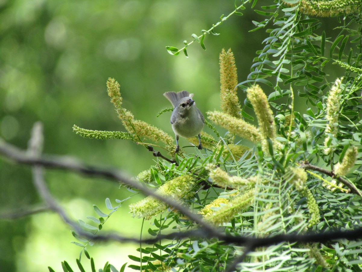 Paruline de Lucy - ML646143125