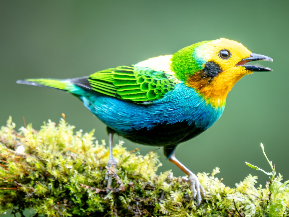 Schwarzohr-Bunttangare - ML646143126