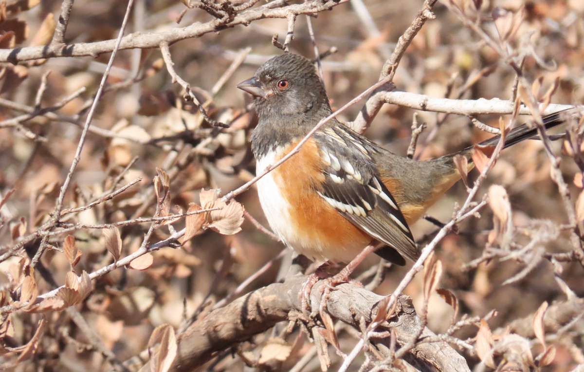 Spotted Towhee - ML646143128