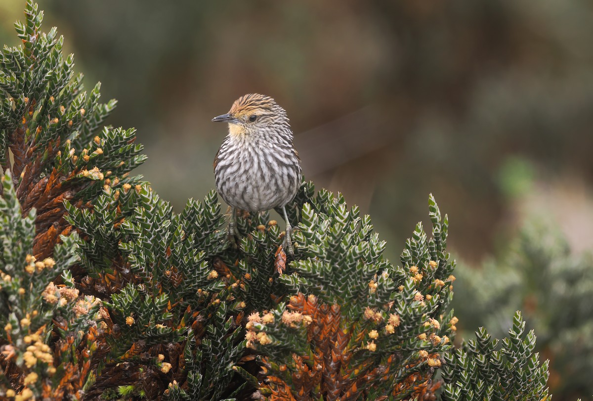 Many-striped Canastero - ML646143136