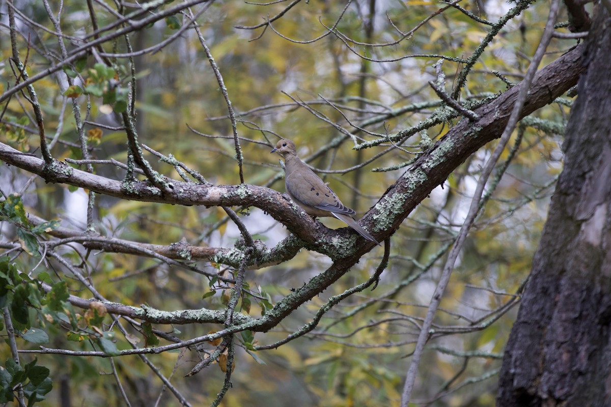 hrdlička karolínská - ML646143142