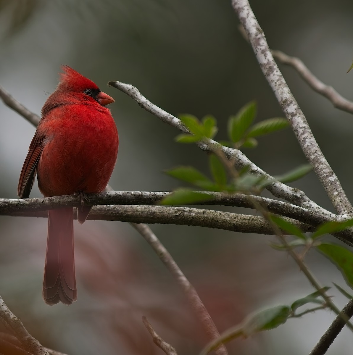 Northern Cardinal - ML646143146
