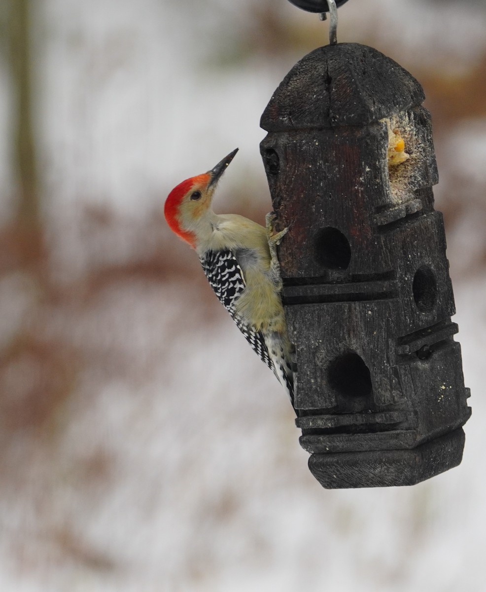 Red-bellied Woodpecker - ML646143148