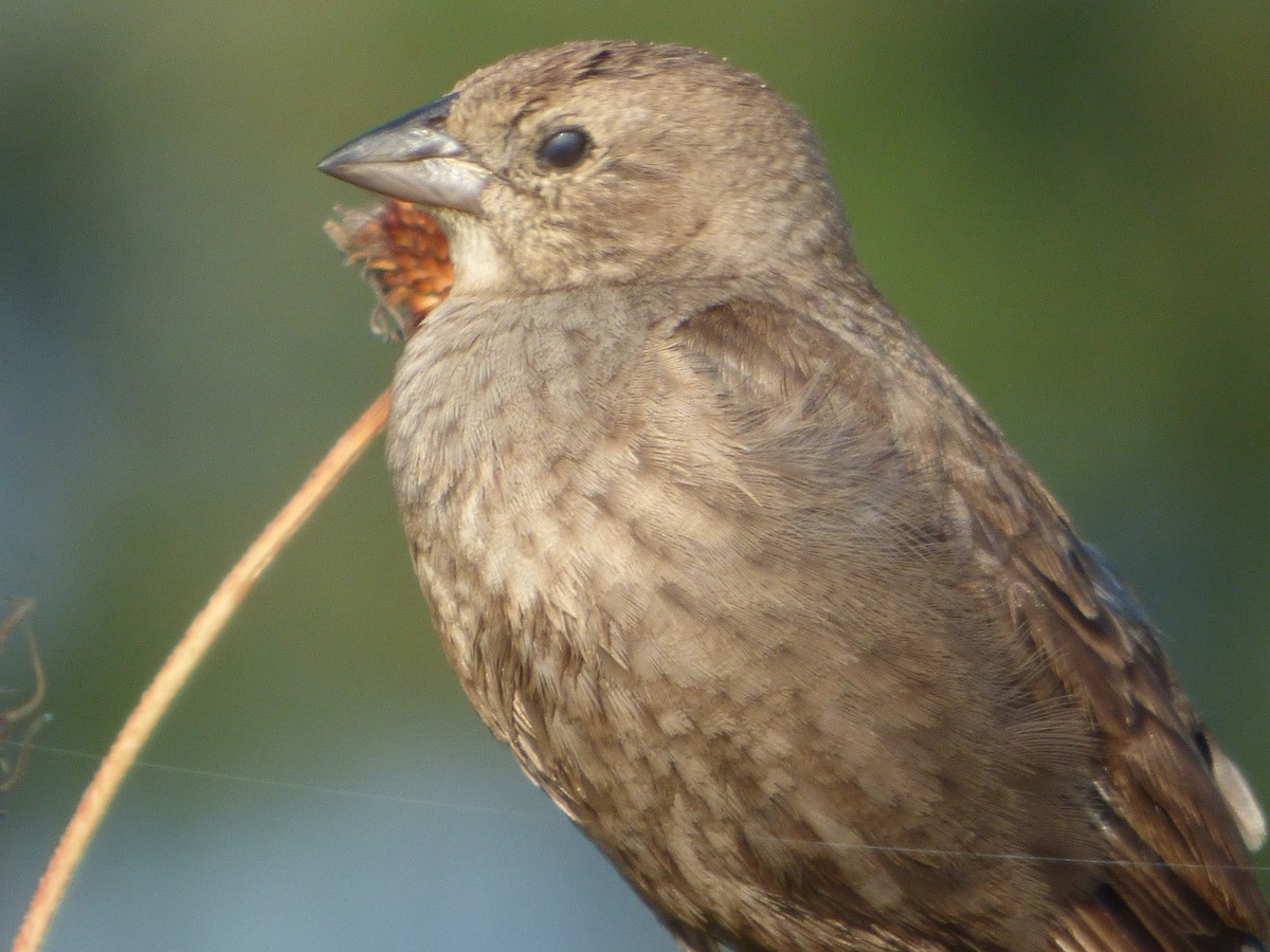 שחרורית חומת-ראש - ML646143151