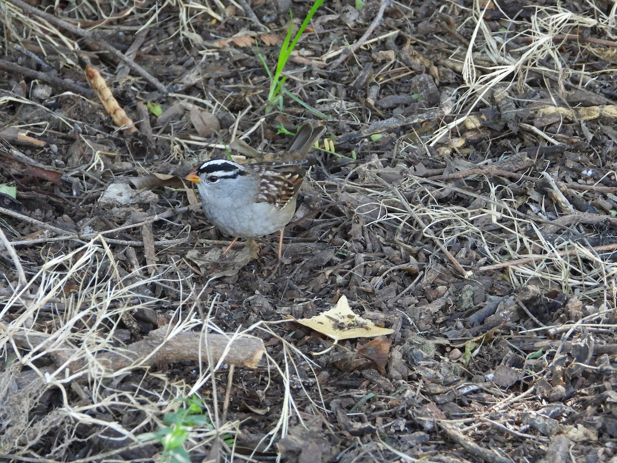 White-crowned Sparrow - ML646143159