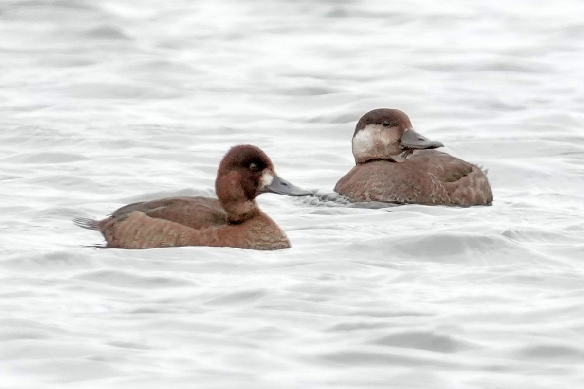 amerikasvartand - ML646143160